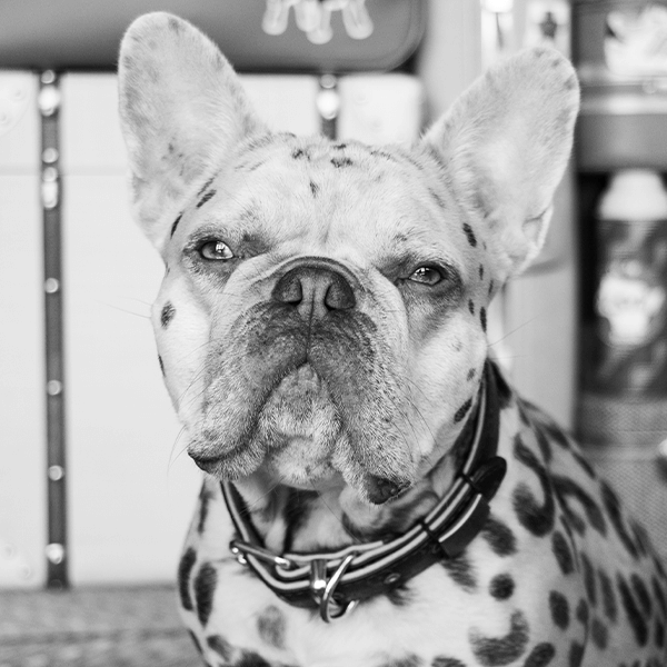 Frankie - Brand Mascot